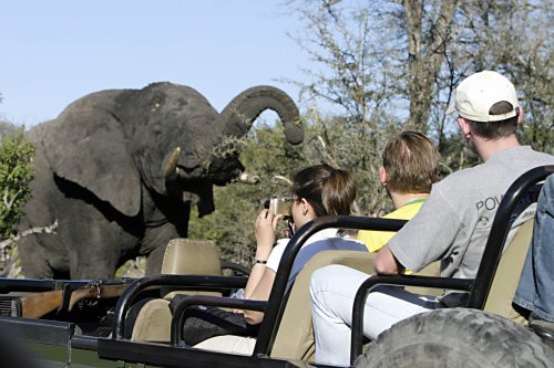 Elephant Plains (1)